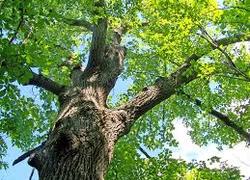 Leerlingen planten 150 ‘Rode Kruis’-bomen op Boomfeestdag